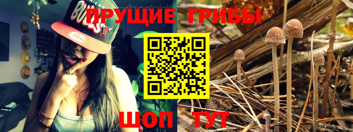 Галлюциногенные грибы Psilocybine cubensis Сургут